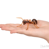 HORMIGAS! / ANTS!