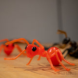 HORMIGAS! / ANTS!
