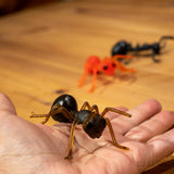 HORMIGAS! / ANTS!