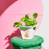 Jarrón Olla de Ramen