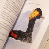 MATT KRACHT | A Dumb Birds Field Guide to the Worst Birds Ever