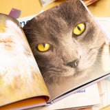 This Book is Literally Just Pictures of Cute Cats Who Are Plotting to Kill You