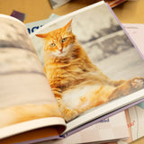 This Book is Literally Just Pictures of Cute Cats Who Are Plotting to Kill You