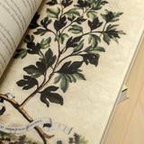 MARÍA DEL CARMEN TOSTADO GUTIÉRREZ | Álbum de plantas prohibidas