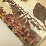 MARÍA DEL CARMEN TOSTADO GUTIÉRREZ | Álbum de plantas prohibidas