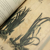 MARÍA DEL CARMEN TOSTADO GUTIÉRREZ | Álbum de plantas prohibidas