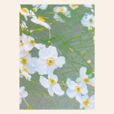 Postal "flores blancas anémonas" (risografía)