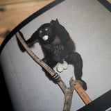 KAT SU | Crap Taxidermy