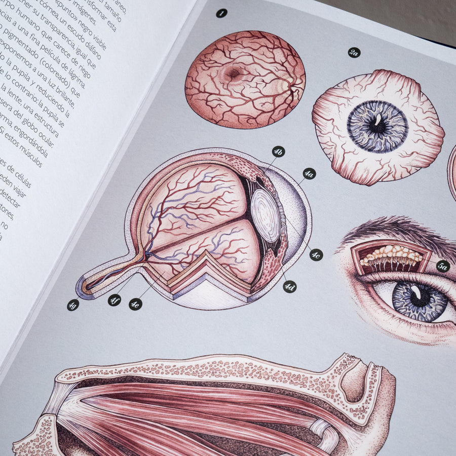 JENNIFER Z. PAXTON & KATY WIEDEMANN | Anatomicum