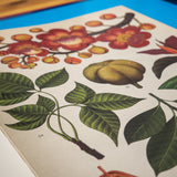 KATIE SCOTT & KATHY WILLIS | Botanicum