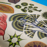 KATIE SCOTT & KATHY WILLIS | Botanicum