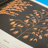 KATIE SCOTT & KATHY WILLIS | Botanicum