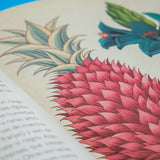 KATIE SCOTT & KATHY WILLIS | Botanicum
